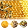 thumbnail image 2 of Hojas de de Abejas 60 Piezas Hojas de Base de de Abejas Base de para Marcos de Abejas Hojas de Panal Natural Hojas de de Abejas, 2 of 5