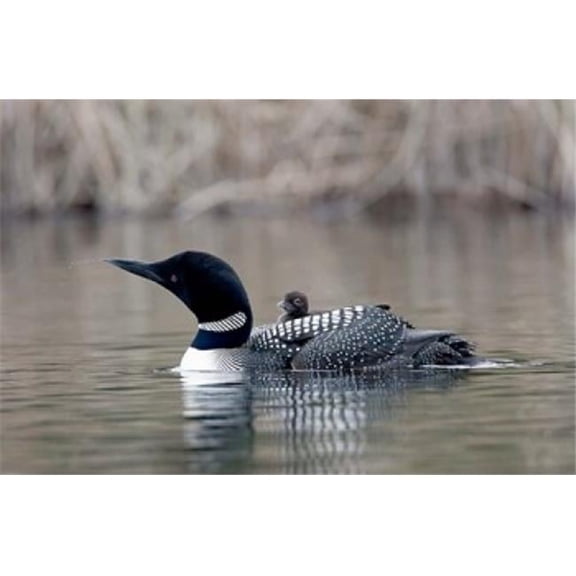 British Columbia Common Loon with Chick Poster Print by Charles Sleicher - 26 x 17 in.
