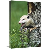 16 x 24 in. Virginia Opossum Female Hissing From Tree Cavity, North America Art Print - Konrad Wothe