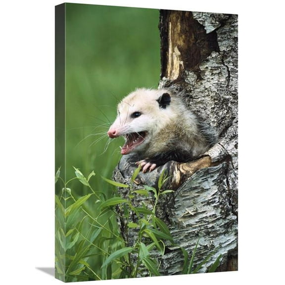 16 x 24 in. Virginia Opossum Female Hissing From Tree Cavity, North America Art Print - Konrad Wothe