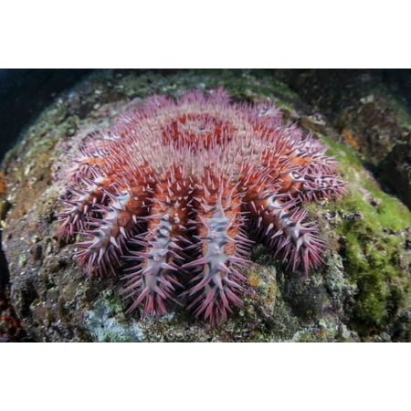 A crown-of-thorns starfish feeds on coral Canvas Art - Ethan DanielsStocktrek Images (17 x