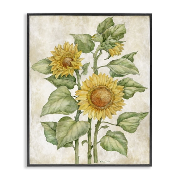 Stupell Industries Cottage Floral Journal Sunflower Black Framed Giclee Art, 11 x 14, by Paul Brent