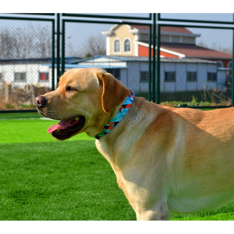 Male dog cheap harness
