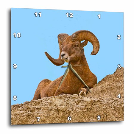 3drose, Usa, South Dakota, Badlands Np, Full Curl Bighorn Sheep Resting., 10x10 Wall Clock