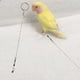 thumbnail image 3 of Arnés de entrenamiento para tobillera con cadena para pies de loros y pájaros de acero inoxidable (Agapornis), 3 of 10