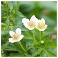 thumbnail image 2 of Everwilde Farms - 1/4 lb Thimbleweed Native Wildflower Seeds - Gold Vault Bulk Seed Packet, 2 of 3