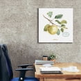 thumbnail image 3 of Epic Graffiti 'My Greenhouse Fruit IV' by Lisa Audit, Canvas Wall Art, 26"x26", 3 of 8