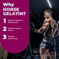 thumbnail image 5 of Horse Gelatin – Original HorseGelatin Capsules with a Natural Daily Blend for Wellness |Clean, Gentle, Easy-to-Swallow Pills (60 Capsules), 5 of 10