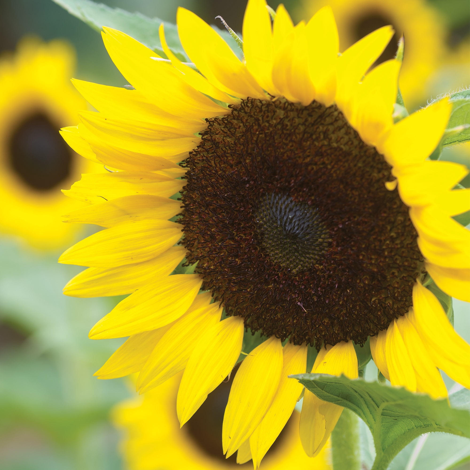 Burpee All Summer Sunflower Cutting Garden Starter Garden Flower Seed Collection, 1-Pack