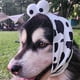 thumbnail image 5 of Orejeras con cancelación de ruido para perros, orejas silenciosas para la inquietud, lindas orejeras de baño, máscara calmante para la cabeza, diadema con cancelación de ruido, orejeras para perros, 5 of 6