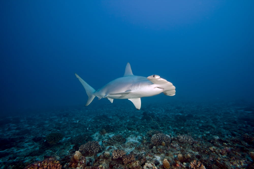 Hawaii, Molokai, Scalloped Hammerhead shark (Sphyrna lewini) swimming