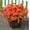 Orange, variant on 12/18/20PCS Arisefrom Artificial Flowers Plants Flowers for Outdoor, Faux UV Resistant Silk Pansies Flowers for Outside Planter Front Door Porch Yard Patio (20, Yellow, White, Blue, Purple, red)