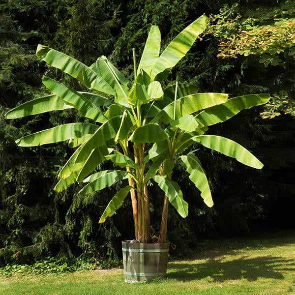 100 Pcs Dwarf Banana Tree Crop Rare Mini Organic Fruit Exotic Home Garden Plant