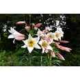 thumbnail image 6 of 10 Seeds REGAL TRUMPET LILY aka Royal / King's Lilium Regale White Pink Yellow Flower Seeds, 6 of 10