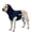 BLUE, variant on DOVACKA Dog Calming Vest with Noise Reduction Ear Wrap, Adjustable Anxiety with Leash Hole & Dual Reflective Strips, Stress Relief for Thunder, Fireworks, Separation & Travel,  for Small Medium Large