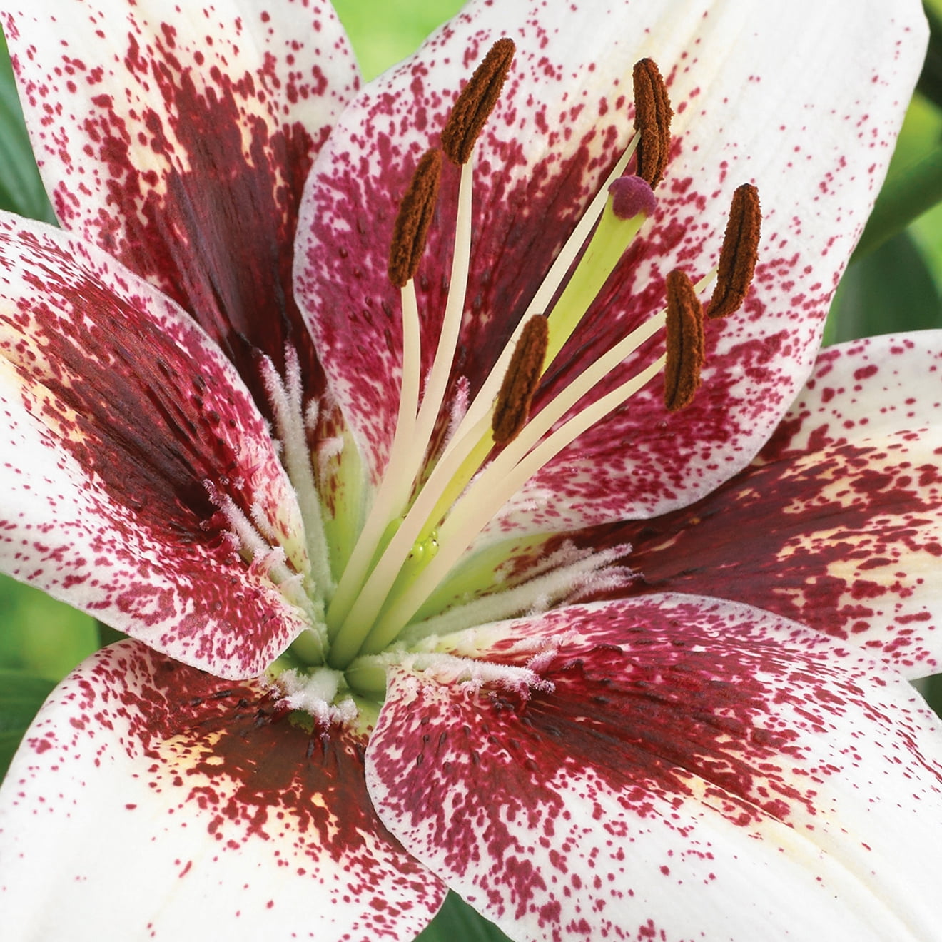 Lily L20Forza20Red202.jpg?v=
