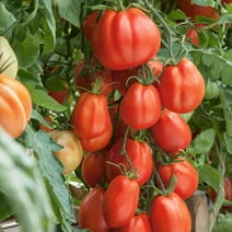 Giant Garden Paste F1 Hybrid Tomato Seeds - 300 Mg Packet ~70 Seeds - Non-GMO, F1 Hybrid - Vegetable Garden - Lycopersicon esculentum