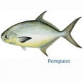 thumbnail image 2 of Pompano Decal, 2 of 2