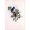 thumbnail image 3 of Gould, John 17x24 Black Modern Framed Museum Art Print Titled - Azure Kingfisher, 3 of 5