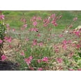 thumbnail image 5 of 100 Pink GAURA WHIRLING BUTTERFLIES Gaura Biennis Flower Seeds, 5 of 5