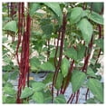 thumbnail image 4 of Everwilde Farms - 25 Red Yard Long Bean Seeds - Gold Vault Seed Packet, 4 of 5