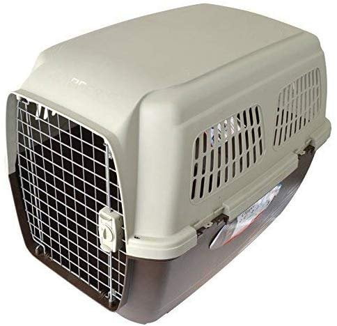 flea shampoo near me