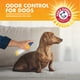 thumbnail image 5 of Aerosol eliminador de olores para perros Arm & Hammer Kiwi Blossom, 236 ml, paquete de 6, 5 of 7