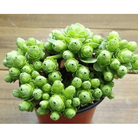 15 Seeds Aeonium Greenovia Aurea Mountain for Planting, Rare Succulent Rose Seeds for Home Garden