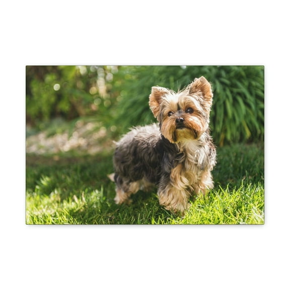 Majestic Yorkshire Terrier Art Majestic Yorkshire Terrier Print Animal Wall Art Wildlife Canvas Prints Wall Art Ready to Hang Unframed