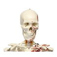 thumbnail image 4 of MonMed | Medical Skeleton Model Life Size Human Skeleton Model, Numbered, 4 of 7