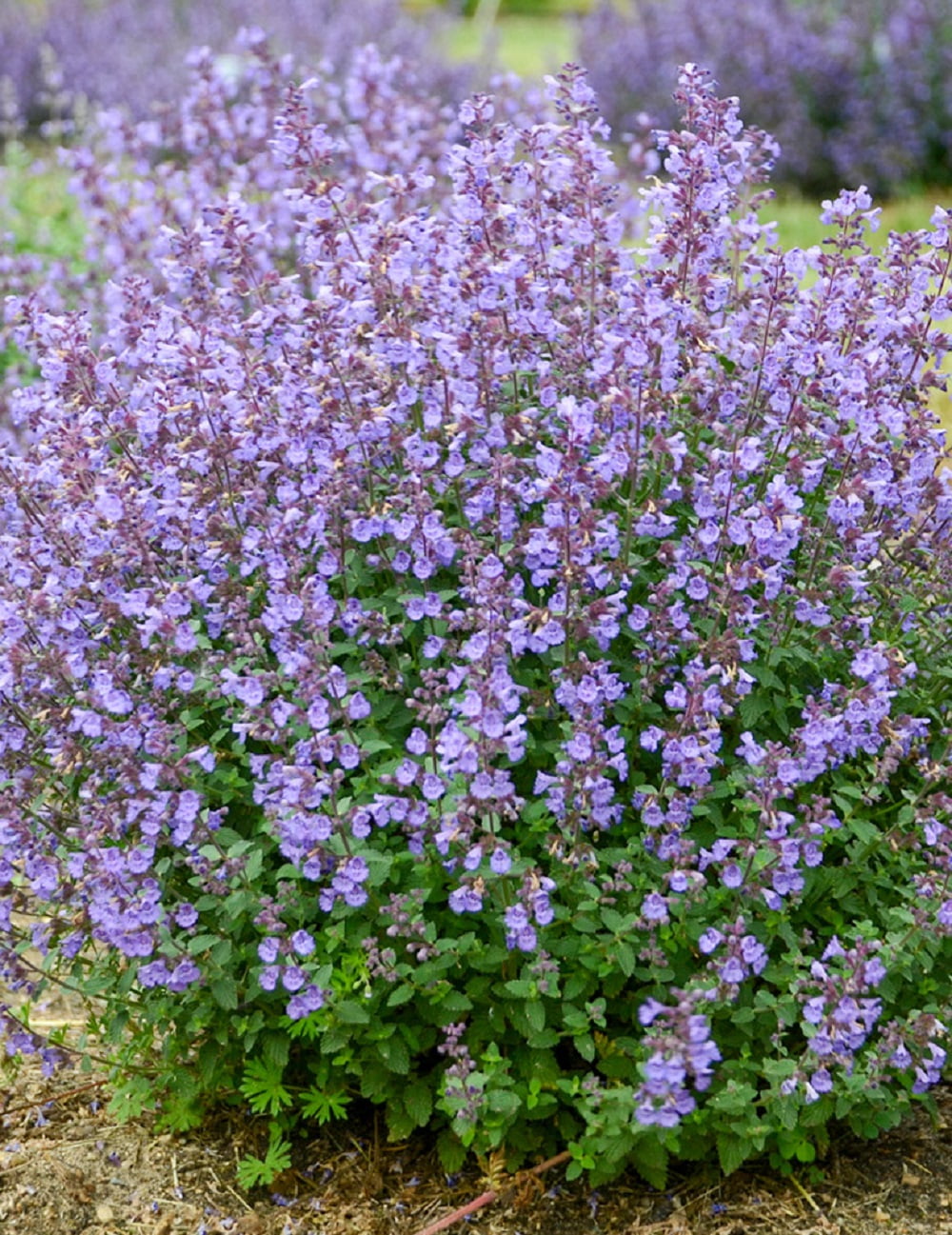 Kitten Around Catmint Perennial Nepeta faassenii Live Plant Quart Pot
