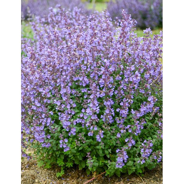 Kitten Around Catmint Perennial - Nepeta faassenii - Live Plant - Quart