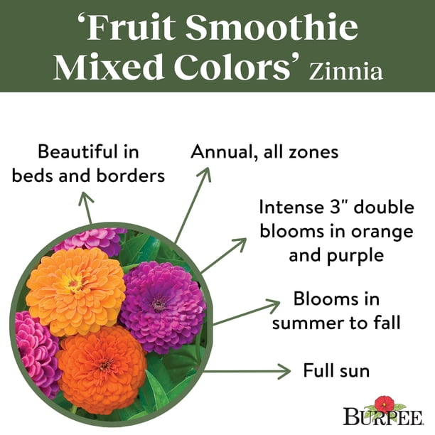 Burpee Fruit Smoothie Mixed Colors Zinnia Flower Seed for Planting