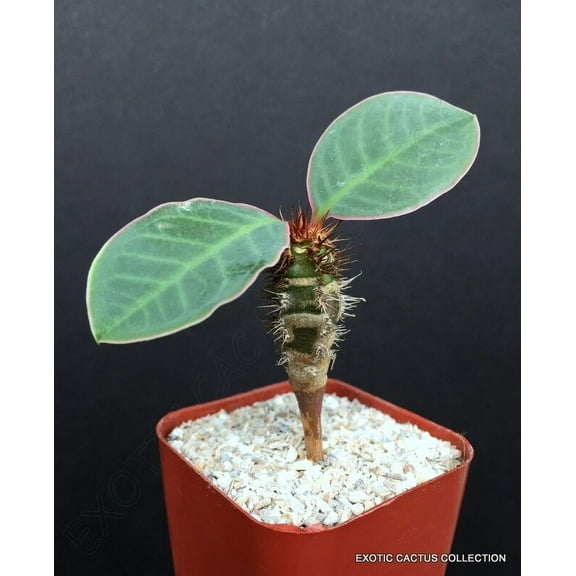 EUPHORBIA NEOHUMBERTII BLUE LEAF @j@ rare exotic succulent cactus cacti plant 2"