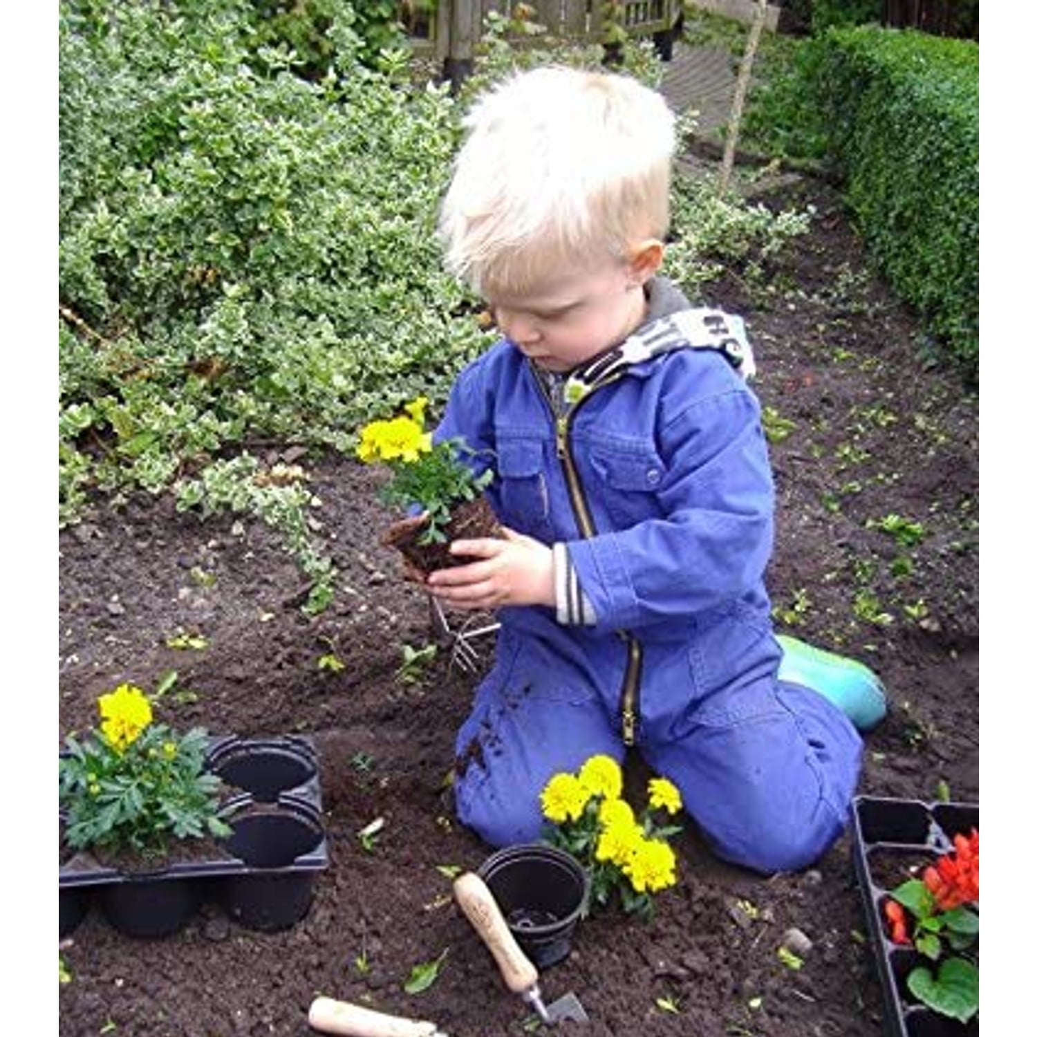 DeWit Junior Planting Trowel, Boron Steel and 9.5 Inch Long Ash Wood Handle, Fits Small Hands