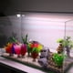thumbnail image 2 of 2uds Acuario Plantas, Artificial Pez Tanque Planta, Rojo, 2 of 7