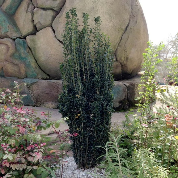 Brighter Blooms - Sky Pencil Holly Tree, 2-3 ft. - No Shipping to AK, AZ, HI, OR