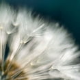 thumbnail image 2 of Miller, Irene 20x20 Black Ornate Wood Framed with Double Matting Museum Art Print Titled - Dandelion Dreams II, 2 of 4