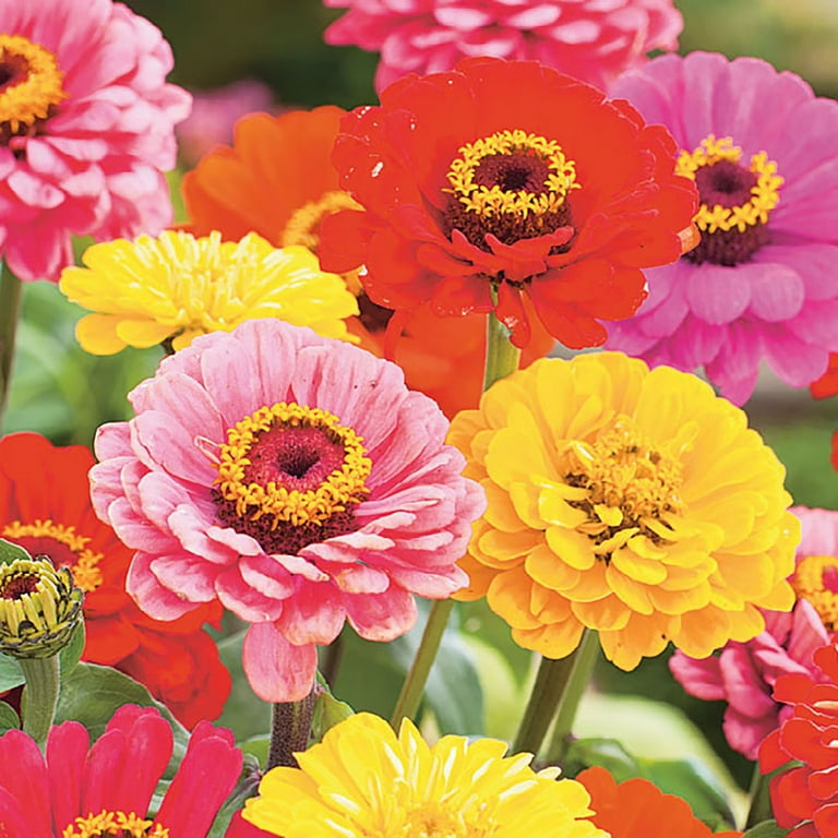Set of 50 Flower Seed Packets! Flower Seeds in Bulk (50, Zinnia Cali Giant)  - Made in The USA