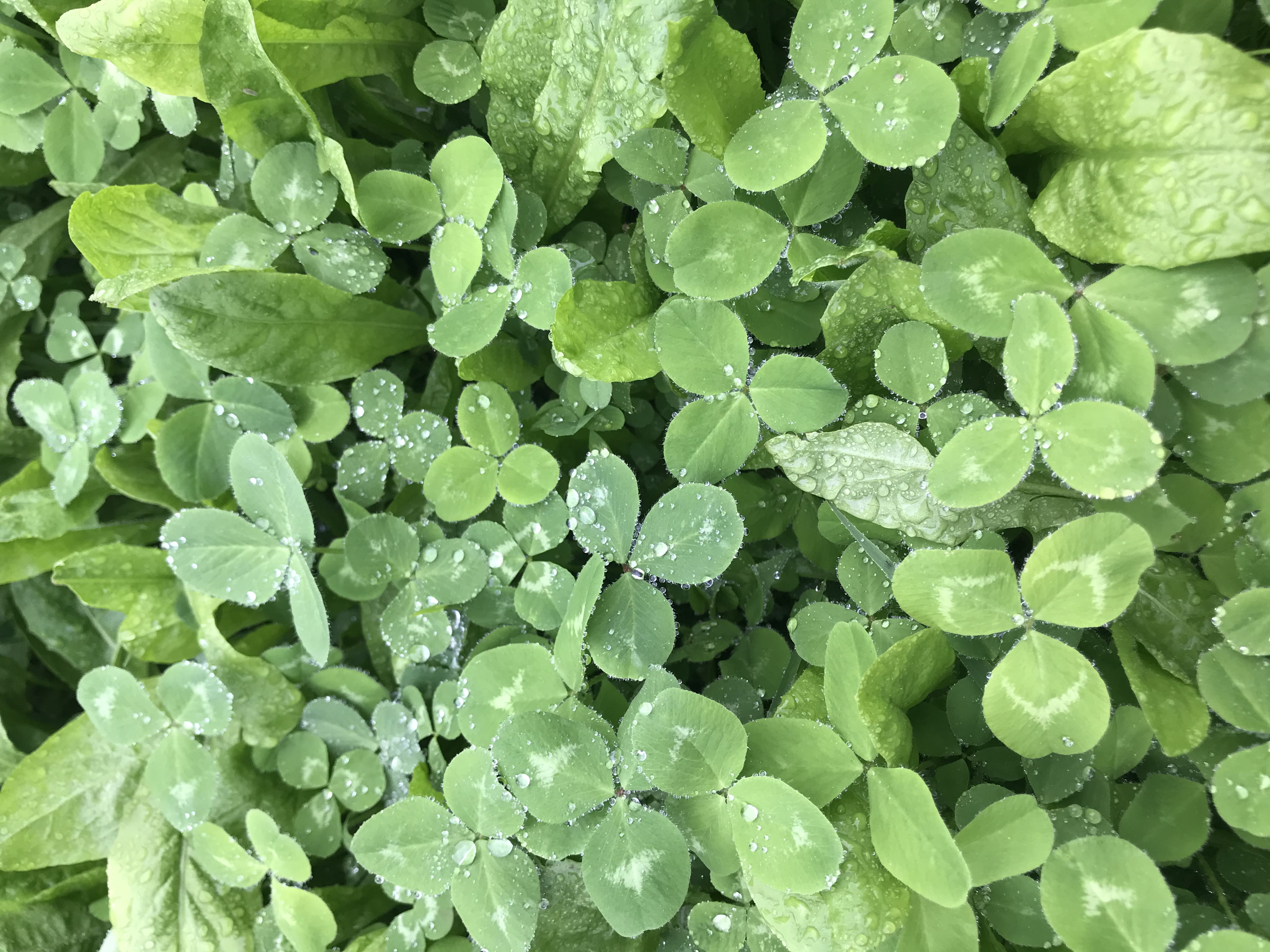 Hale Habitat & Seed Clovers, Alfalfa, & Chicory Food Plot Seed Mix, Perennial Year-Round Attractant, 1/2 Acre