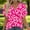 12 Hot Pink, variant on YueHuiYing Women's Spring/Summer Casual Relaxed Fit Loose-Style Print Off-Shoulder Short Sleeve V-Neck T-Shirt Top