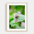 thumbnail image 2 of Bee on Flower 02 - Manhattan New York Photography Insect Nature Wildlife Botanical Floral Garden Animal Unframed Wall Art Print 40 x 60 inches, 2 of 60