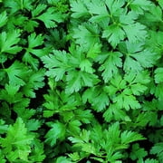 Bonnie Plants Italian (Flat) Parsley 19.3 oz. 2-Pack