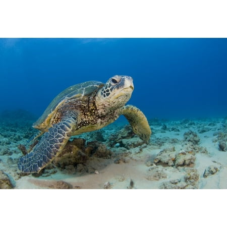 Sea Turtle Hawaii Decor An endangered green sea turtle in the blue waters of Hawaii Poster Print by VWPicsStocktrek Images ()