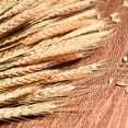 thumbnail image 3 of 100 tallos de trigo secos, gavillas de trigo para decorar la mesa de boda, la cocina del hogar (15,7 pulgadas), 3 of 5