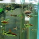 thumbnail image 5 of Vaso portaplantas de acuario con ventosa | Accesorio de pecera de acrílico transparente | Maceta acuática de cristal | Orificios de circulación de agua | Para agua dulce y agua salada | 1 taza de, 5 of 7