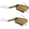 thumbnail image 4 of Prehistoric Sea Monsters Growing Triops Kit, 4 of 4