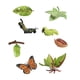 thumbnail image 4 of Modelo de de mariposa polilla juguete modelo realista biología figuritas de animales realistas para proyectos temáticos materi, 4 of 9