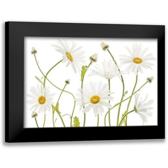 Disher, Mandy 14x11 Black Modern Framed Museum Art Print Titled - Ox Eye Daisies