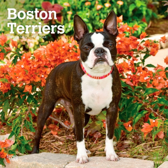 Boston Terriers | 2027 12x24" (Hanging) Wall Calendar | Plastic-Free